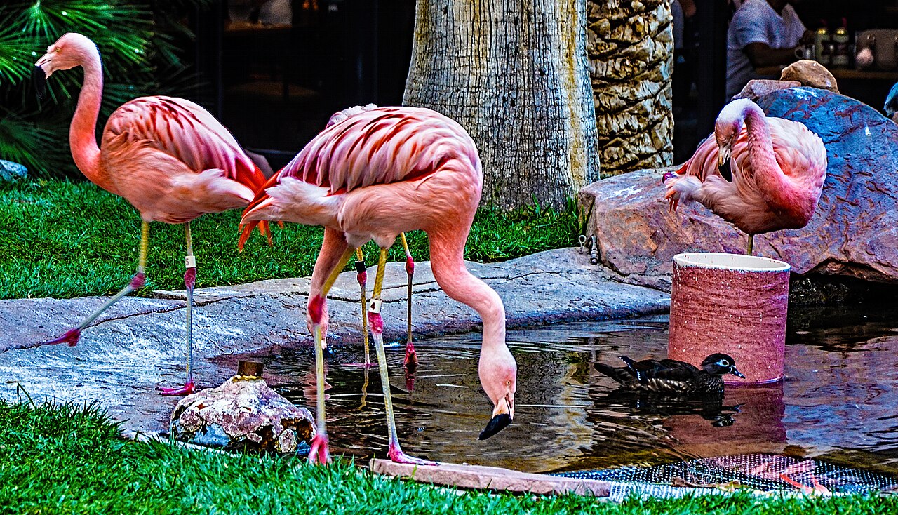 Pink flamingos stand beside a shallow pond among palm trunks; one bends its neck toward the water beside a duck.