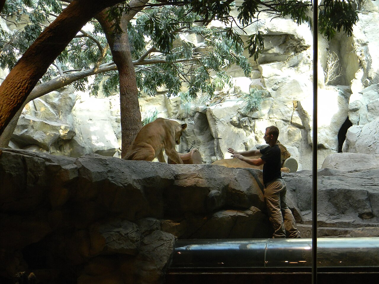 Former MGM Grand lion habitat, July 2010, before its closure.