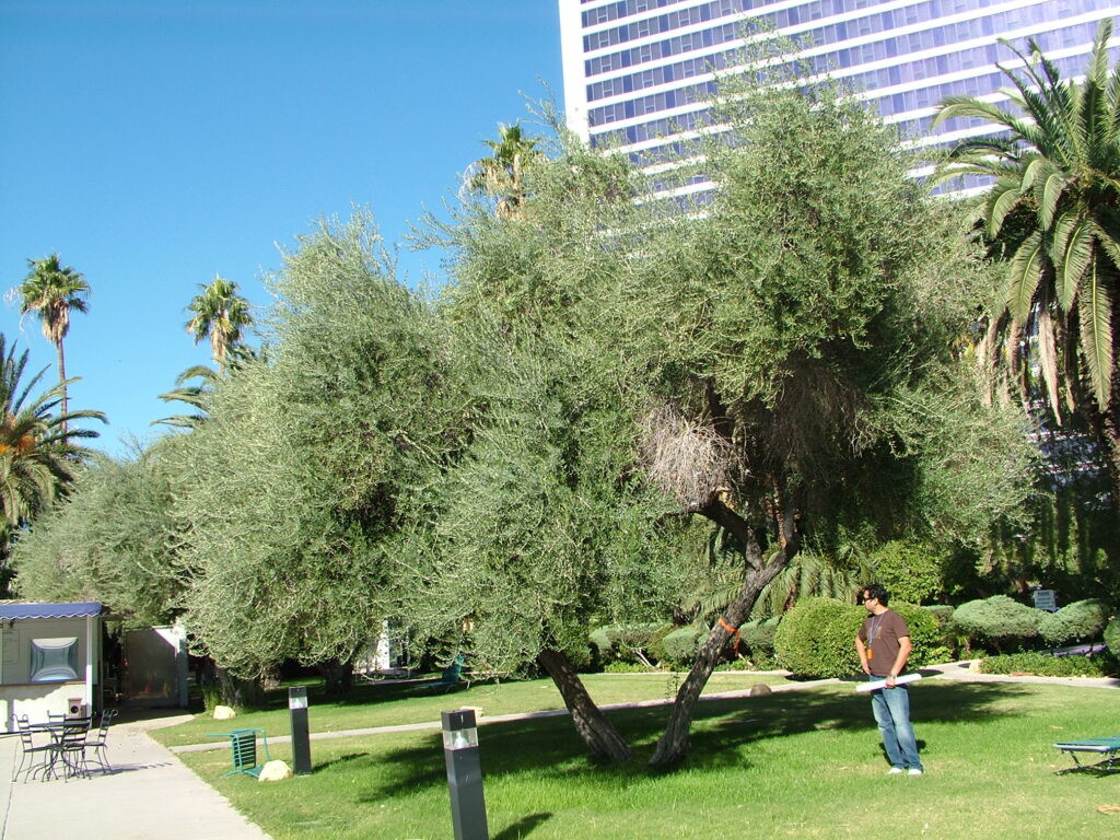 A landscaped garden with trees, palms and a hotel tower behind it.